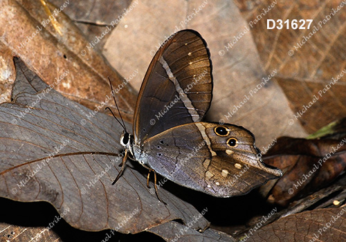Pierella hyalinus